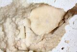 Sparkly, Fossil Crab (Potamon) Preserved in Travertine - Turkey #121381-3
